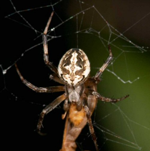 Eriophora