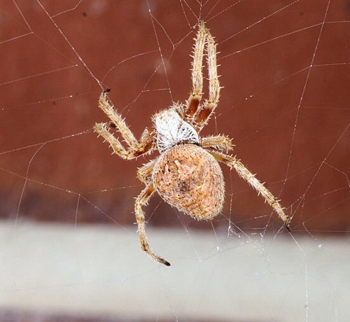 Eriophora