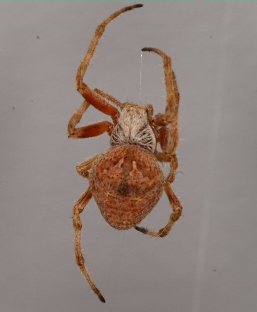 Eriophora