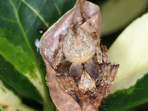 Eriophora