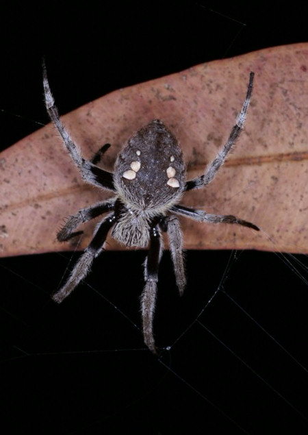 Eriophora