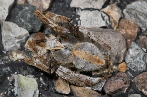 Eriophora transmarina