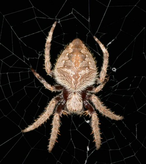 Eriophora transmarina