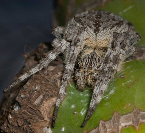 Eriophora transmarina