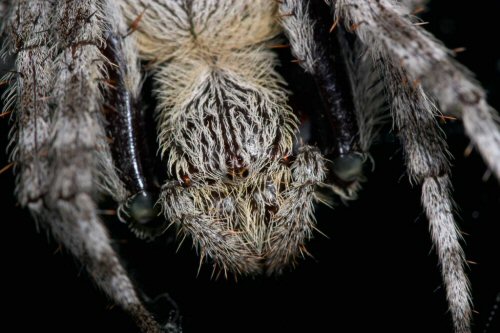 Eriophora transmarina