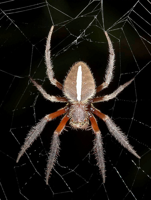 Eriophora transmarina