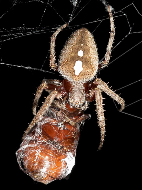 Eriophora transmarina