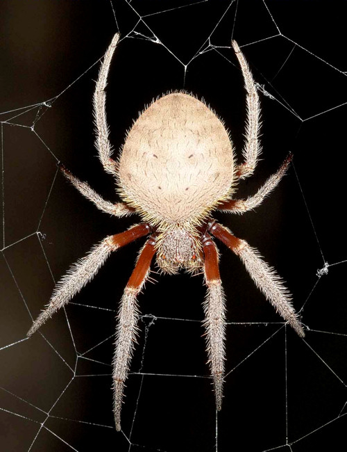 Eriophora transmarina