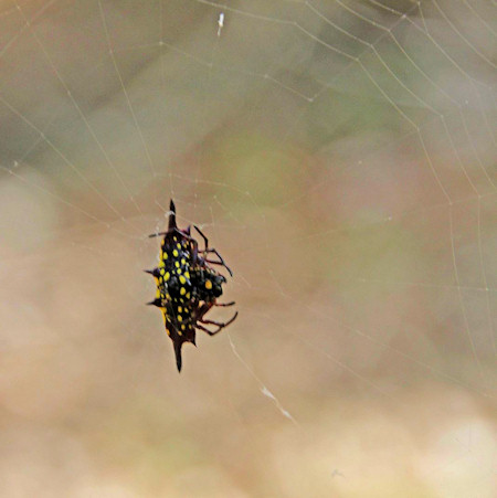 Gasteracantha ZZ643