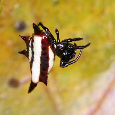 Gasteracantha fornicata