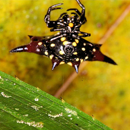 Gasteracantha fornicata
