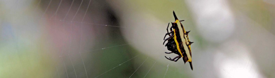 Gasteracantha fornicata