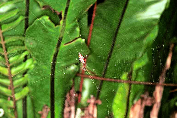 Gasteracantha fornicata 