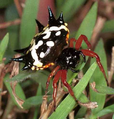 Gasteracantha_minax_F0562