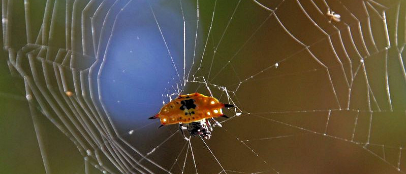 Gasteracantha quadrispinosa