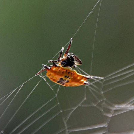 Gasteracantha quadrispinosa
