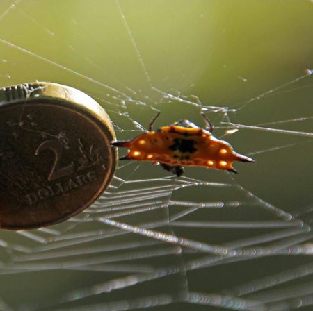 Gasteracantha quadrispinosa