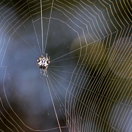 Gasteracantha sacerdotalis