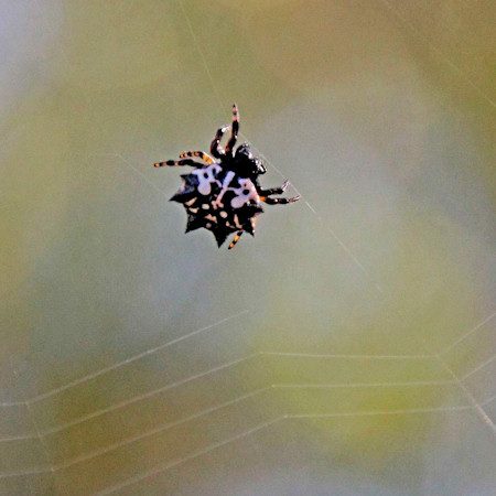 Gasteracantha sacerdotalis