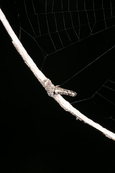 Heurodes