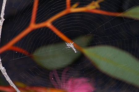 Heurodes