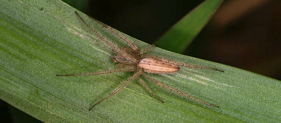 Larinia phthisica