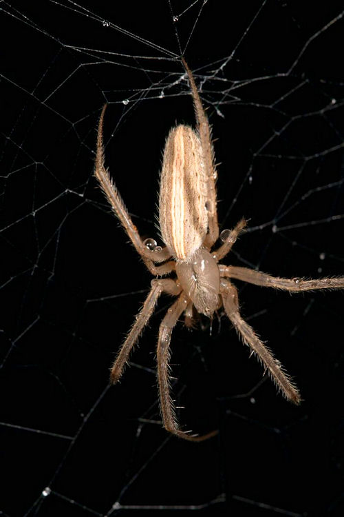 Larinia phthisica