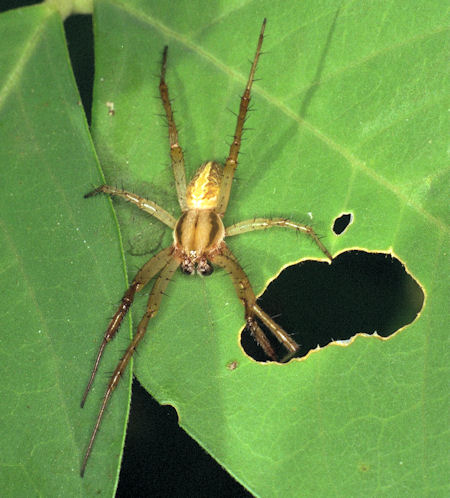 Neoscona ZZ088 male