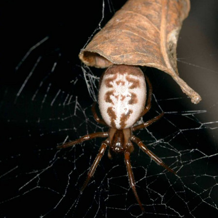 Phonognatha graeffei