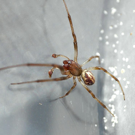 Phonognatha_graeffei
