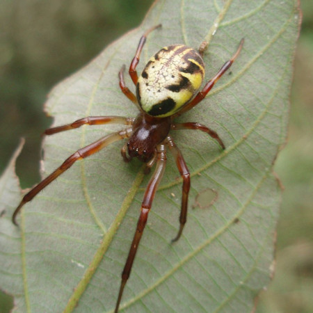 Phonognatha graeffei