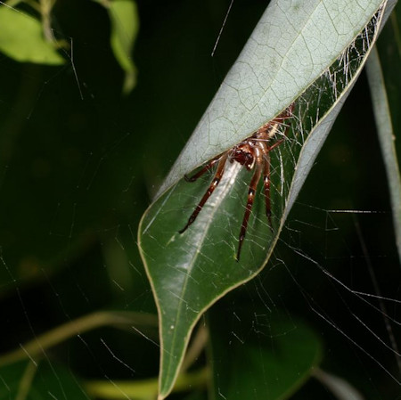 Phonognatha graeffei