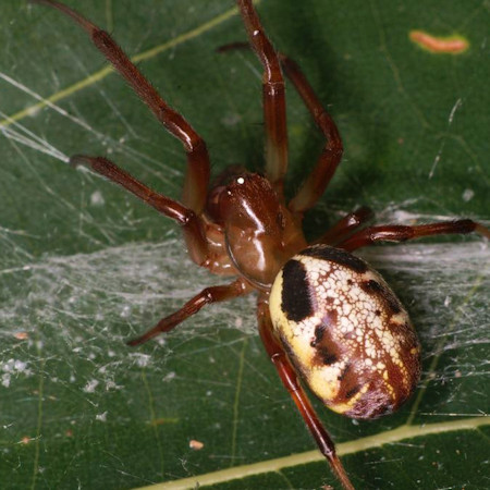 Phonognatha graeffei