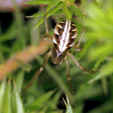 Phonognatha graeffei