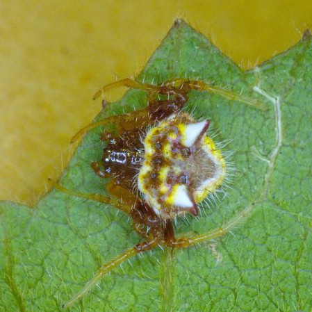 Poecilopachys australasia 