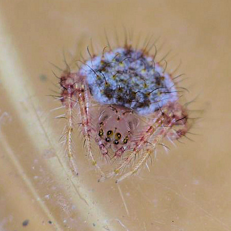 Poecilopachys australasia 