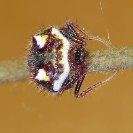 Poecilopachys australasia 