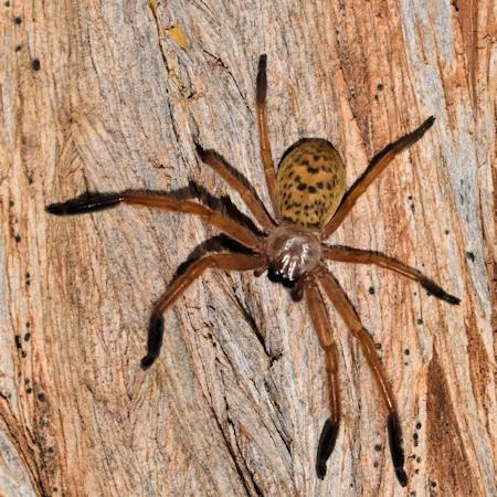 Delena gloriosa