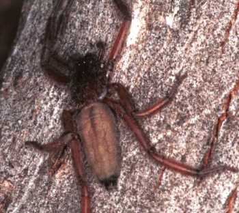 Hemicloea
