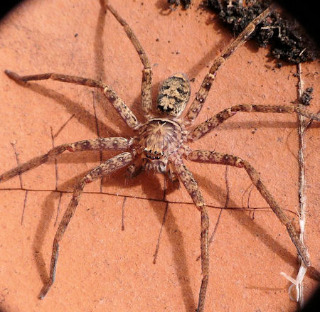 Heteropoda cervina