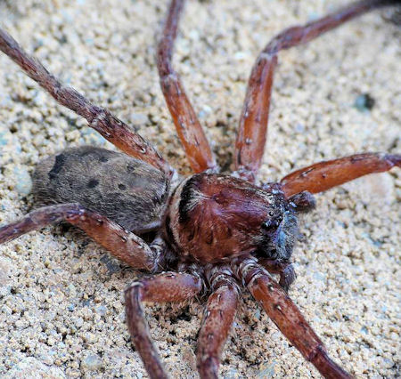 Heteropoda cervina
