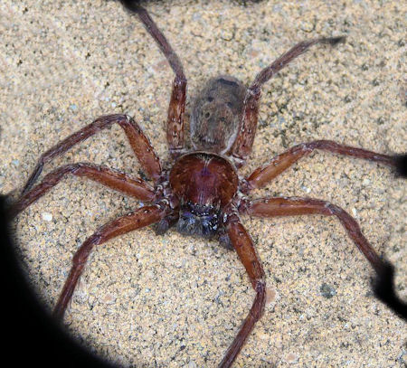 Heteropoda cervina