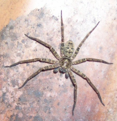 Heteropoda cervina