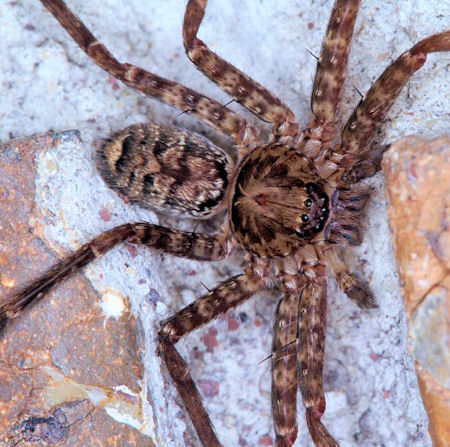 Heteropoda_jugulans