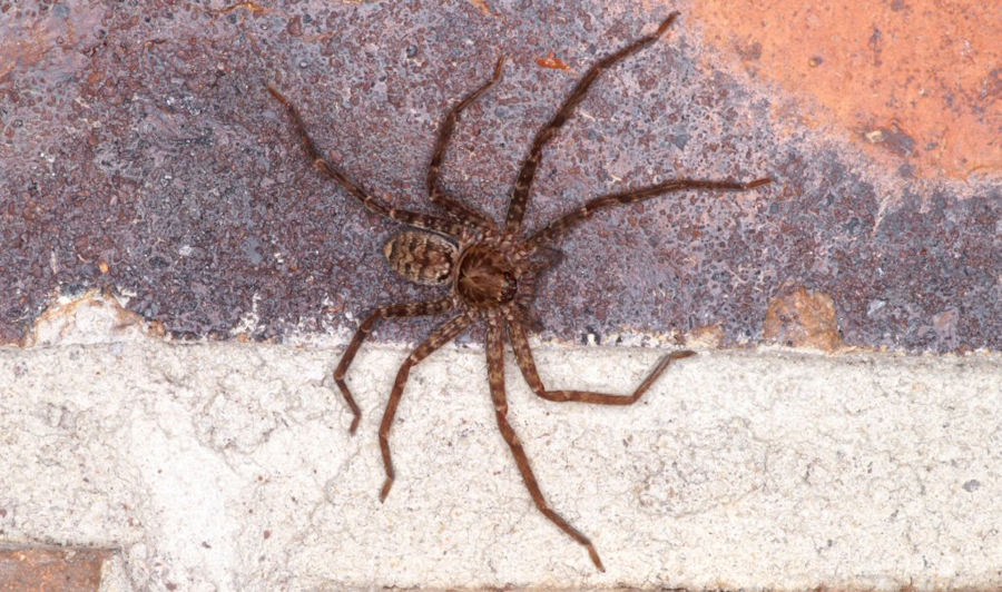 Heteropoda_jugulans
