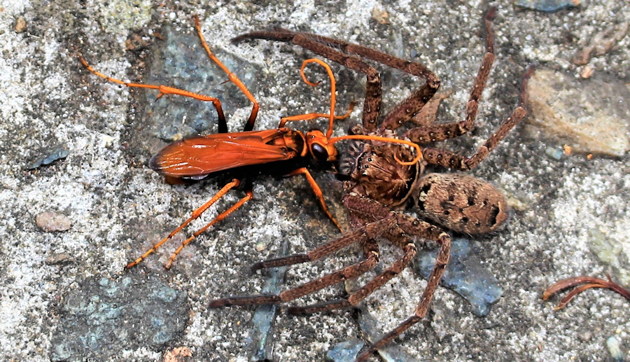 Heteropoda_jugulans