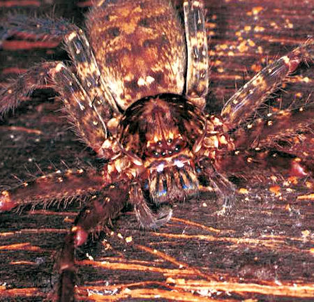 Isopoda_ZZ075_RF0444
