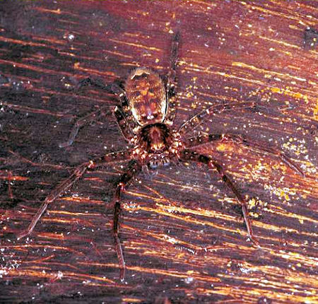 Isopoda_ZZ075_RF0445