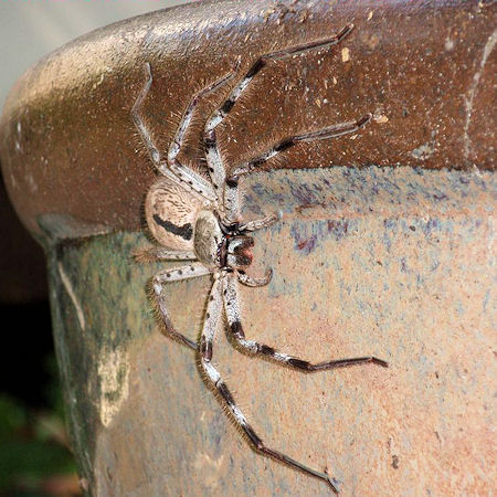 Holconia immanis