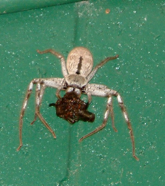 Holconia immanis